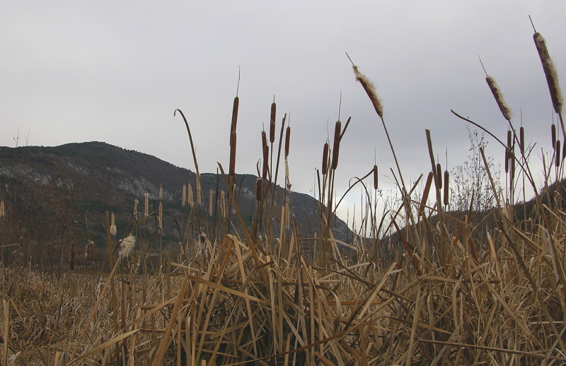 Typha latifolia / Lisca maggiore